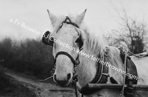 PONY AT THE PUMP